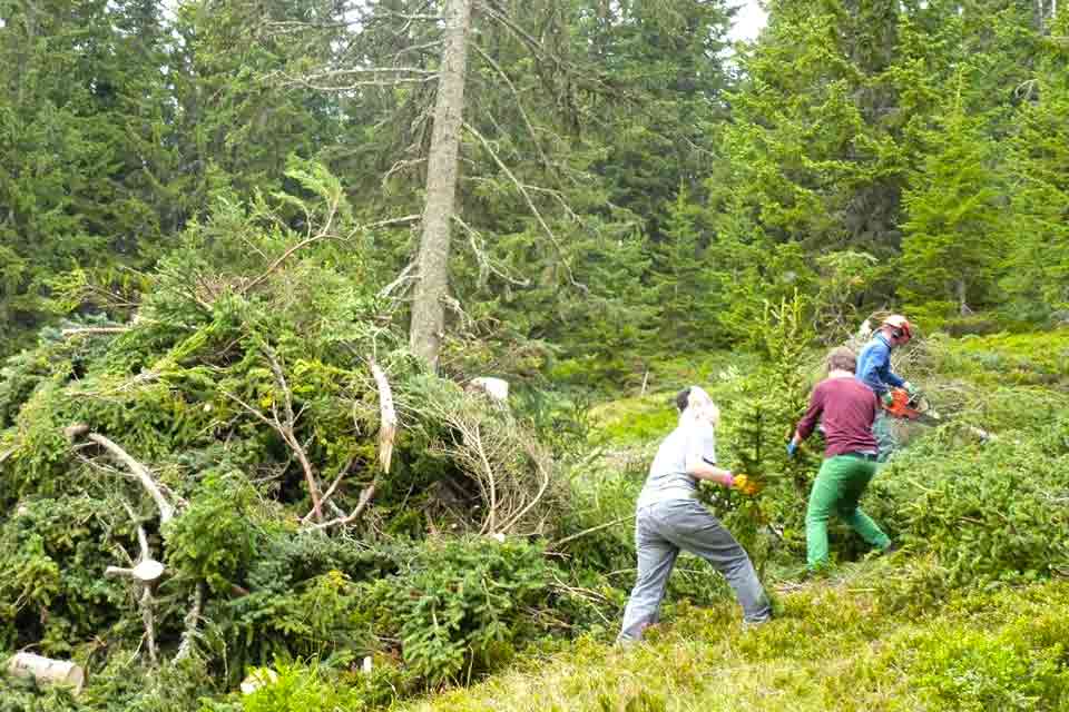 Schüler beim Praktikum im Wald / Forstwirtschaft