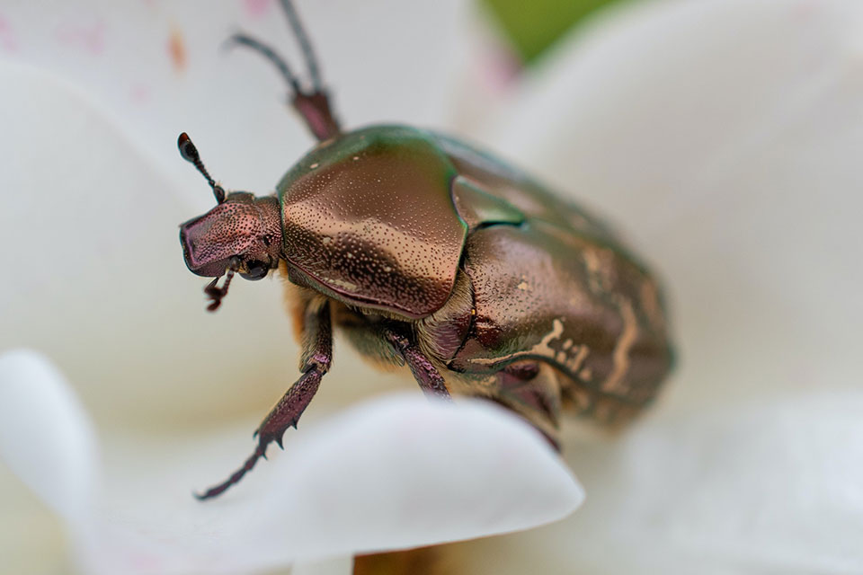 zur Insektenbilderjagd auf www.nabu.de