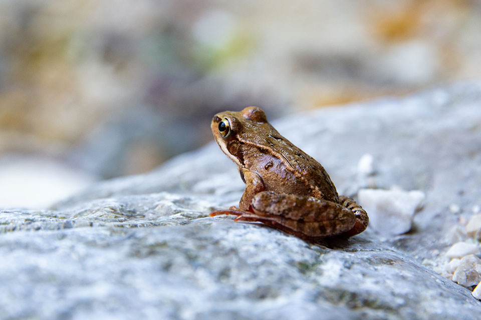 zum Projekt iNaturalist auf letsdigi.de